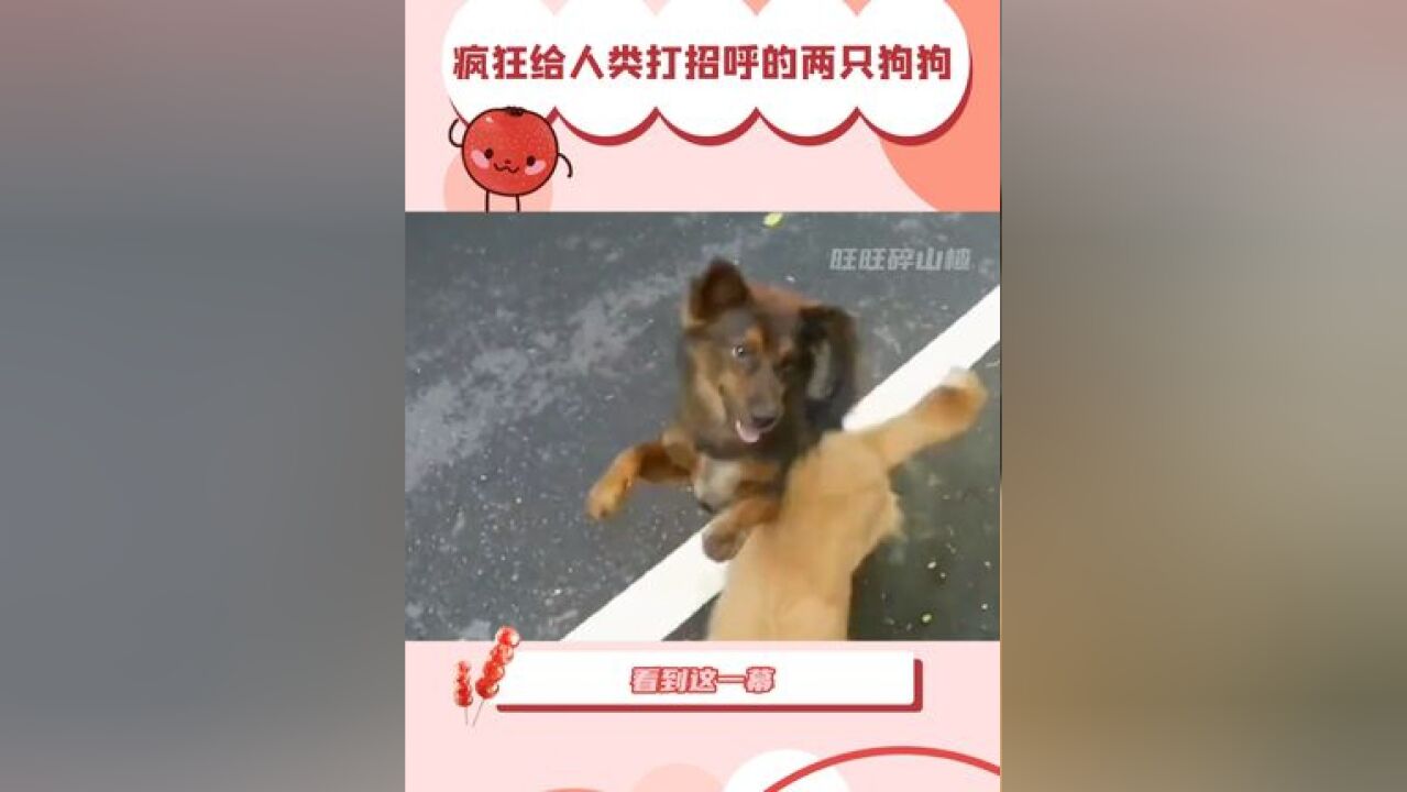 疯狂给人类打招呼的两只狗狗