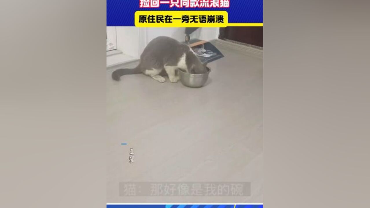 女子误以为家猫丢失捡回一只同款流浪猫 #帮忙看一下这猫正经不