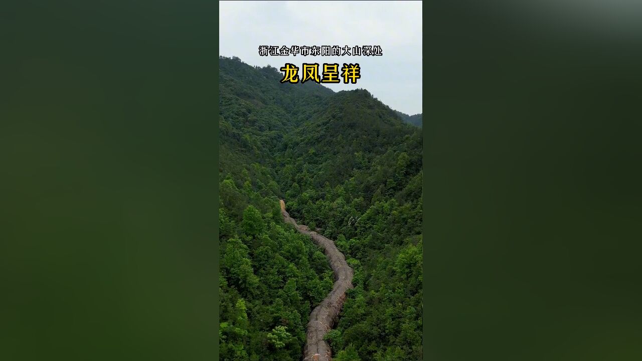 浙江东阳大山里的龙凤奇观:龙腾凤舞,吉祥如意