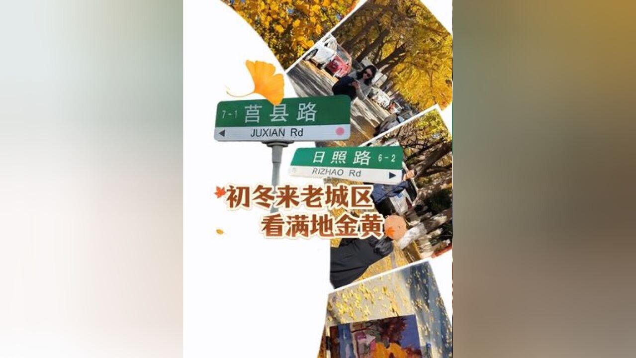 初冬青岛老城区的满地金黄一定会治愈你!