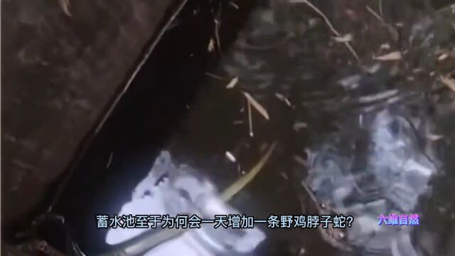 蛇也会交流?蓄水池一天跌入一条野鸡脖子蛇,被认为是鸡冠蛇原型