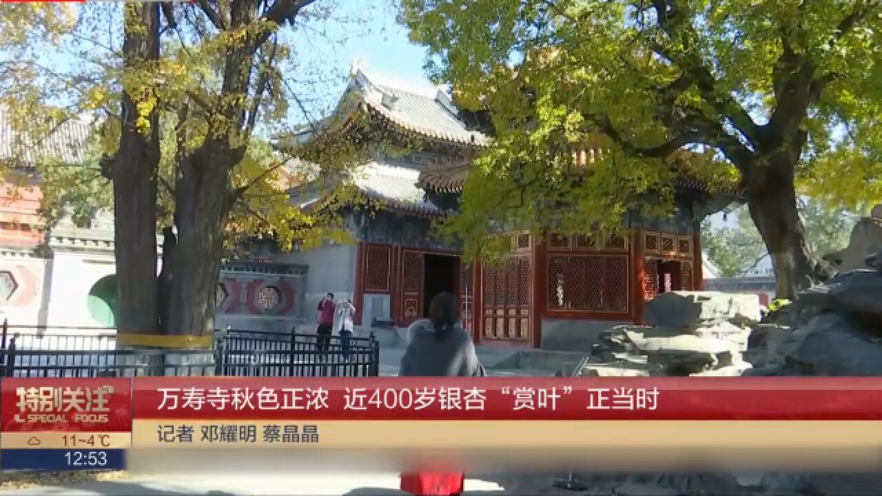 万寿寺秋色正浓,近400岁银杏“赏叶”正当时