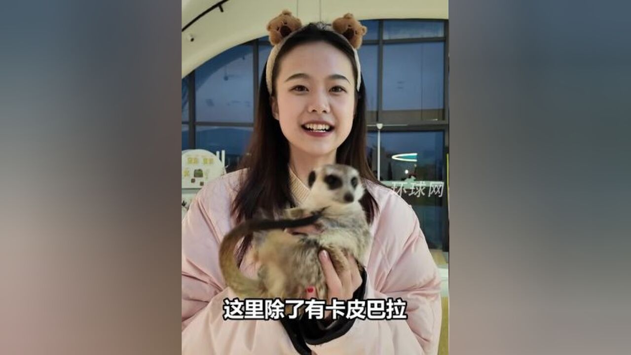 看卡皮巴拉和他的动物朋友们一起当你的饭搭子