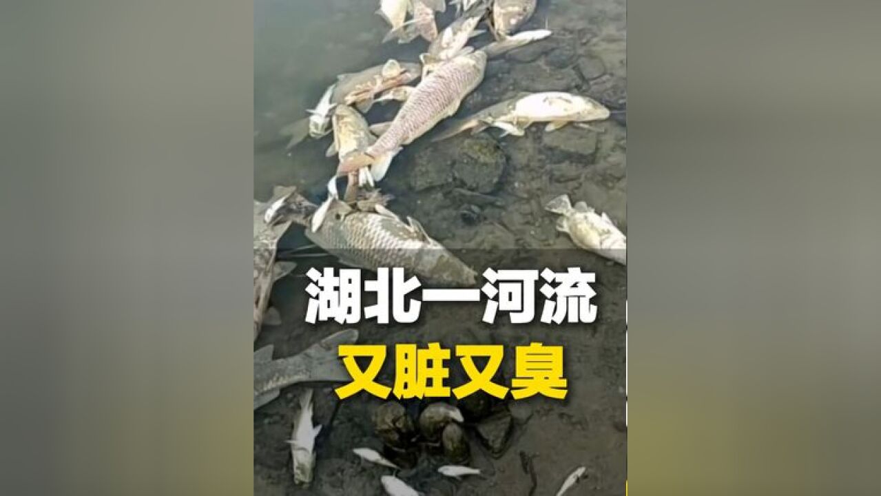 11月24日 湖北天门,一河流遭污染 又脏又臭,居民捕捞死鱼卖给不知情的人,当地回应:已关注事件