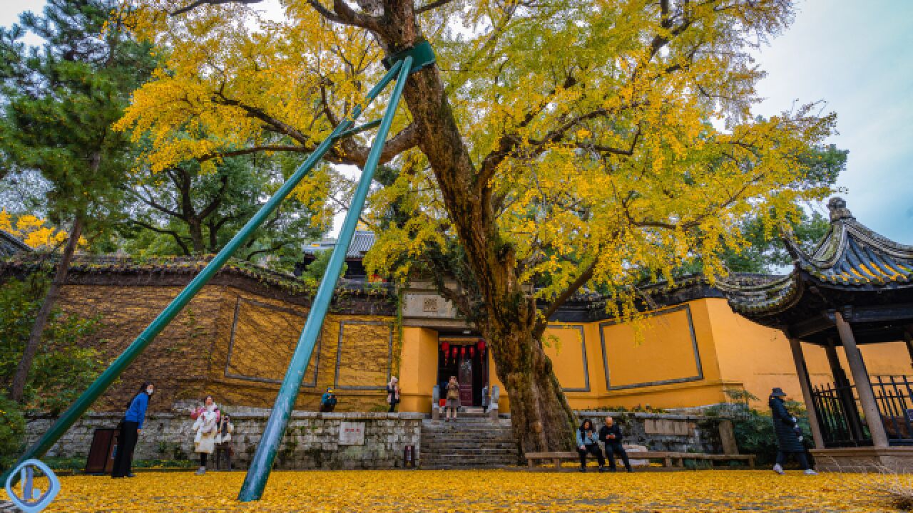 惠山古寺六百多岁古银杏,风雨中迎来满树金黄