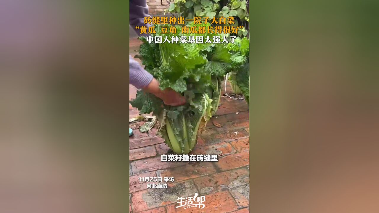 砖缝里种出一院子大白菜 “黄瓜 豆角 南瓜都长得很好” 中国人种菜基因太强大了