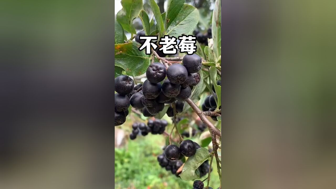 近些年来新兴的不老莓,到底是什么水果,真的有宣传的那么神奇吗?