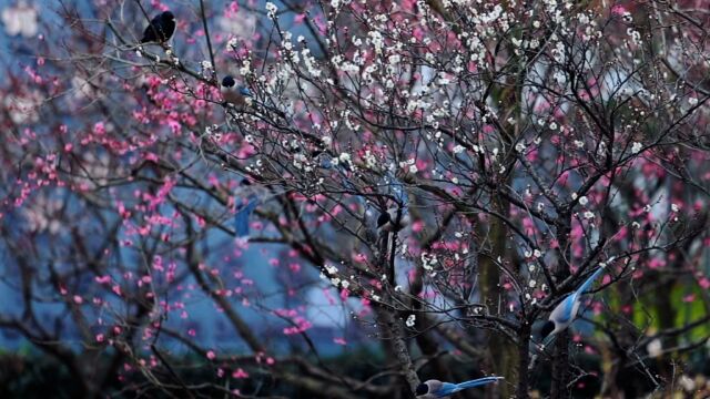 喜上“梅”梢!南京梅花山喜鹊登梅宛如国画