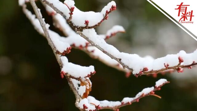 春景与冬色“同框”!香格里拉迎来降雪 花苞上落满雪宛如童话世界