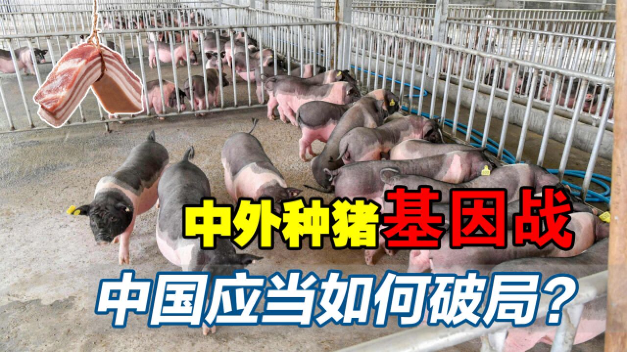 猪肉为何没有以前香了?中华土猪濒临灭绝,中国应当如何破局?