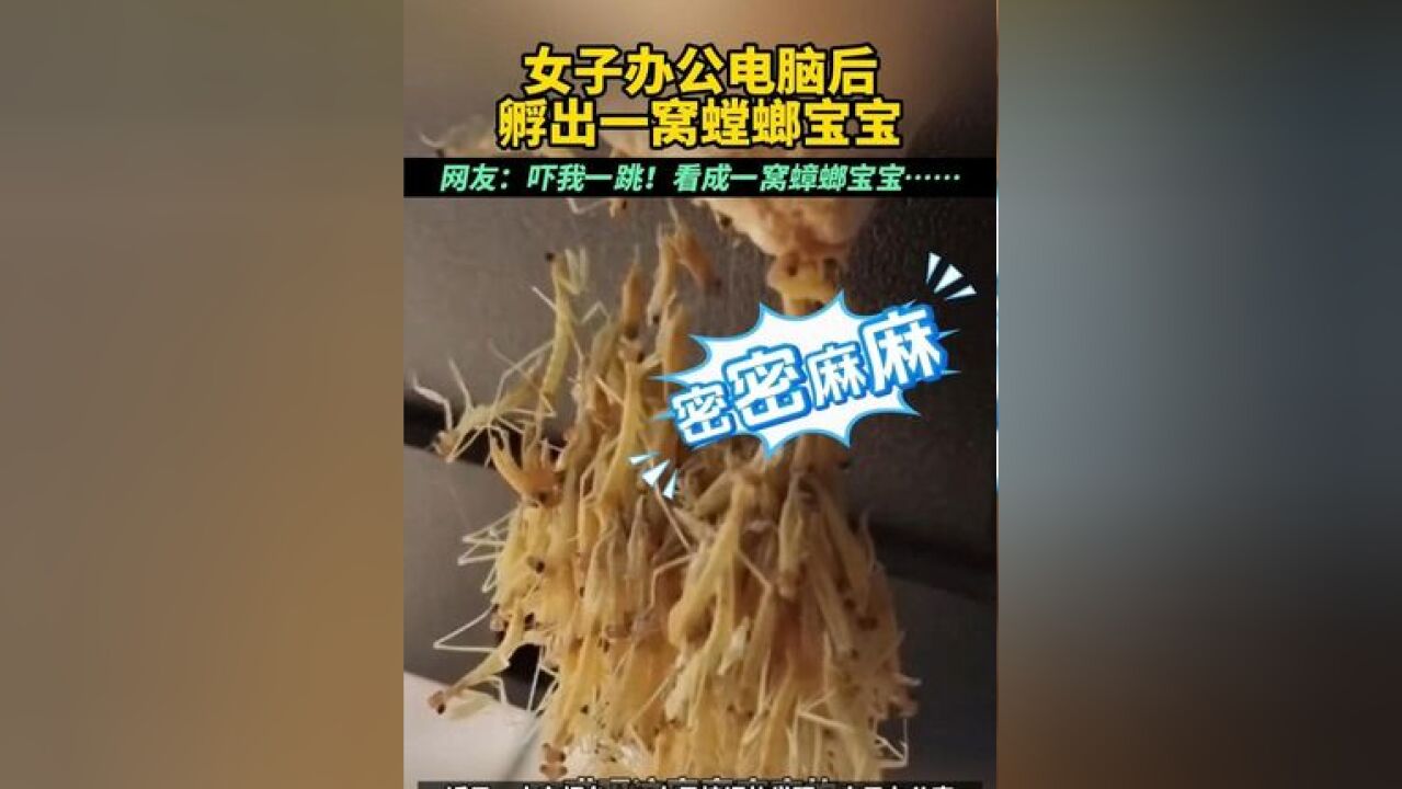 女子办公电脑后孵出一窝螳螂宝宝,网友:吓我一跳!看成一窝蟑螂宝宝