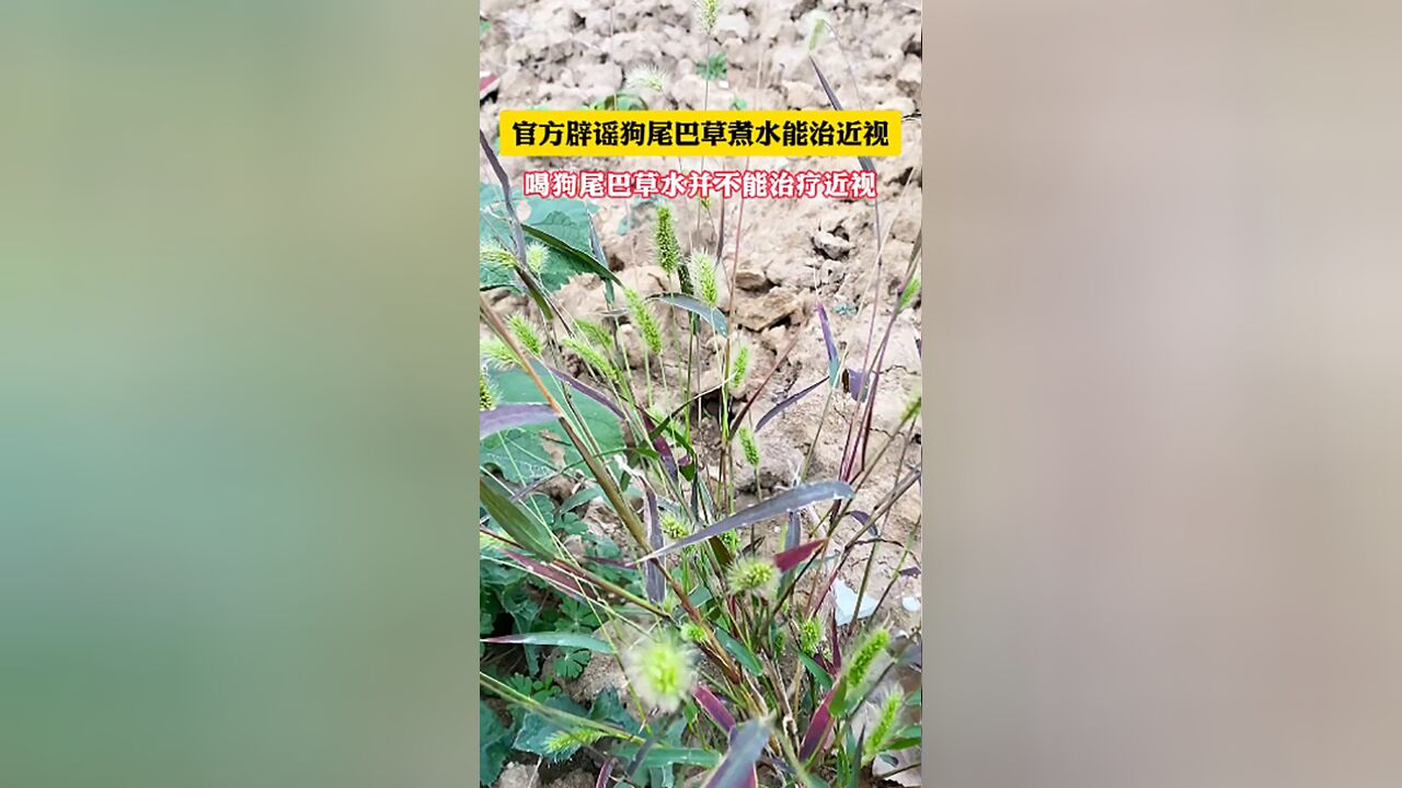 官方辟谣狗尾巴草煮水能治近视!喝狗尾巴草水并不能治疗近视