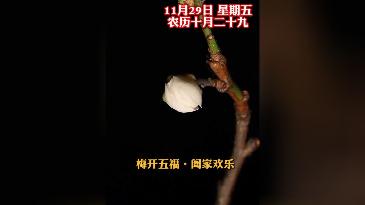 梅开五福,阖家欢乐,新的一天,祝您和家人五福临门,幸福安康