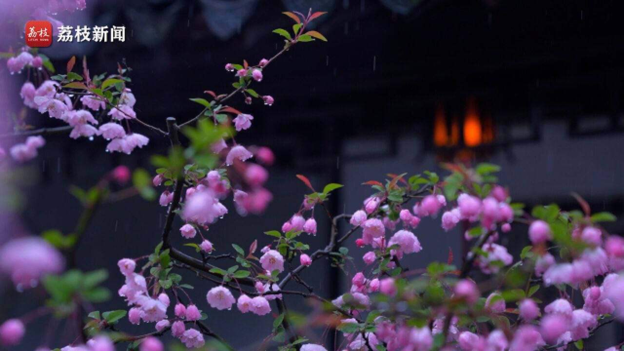 海棠不惜胭脂色,独立蒙蒙细雨中!苏州拙政园雨中海棠盛放娇艳欲滴