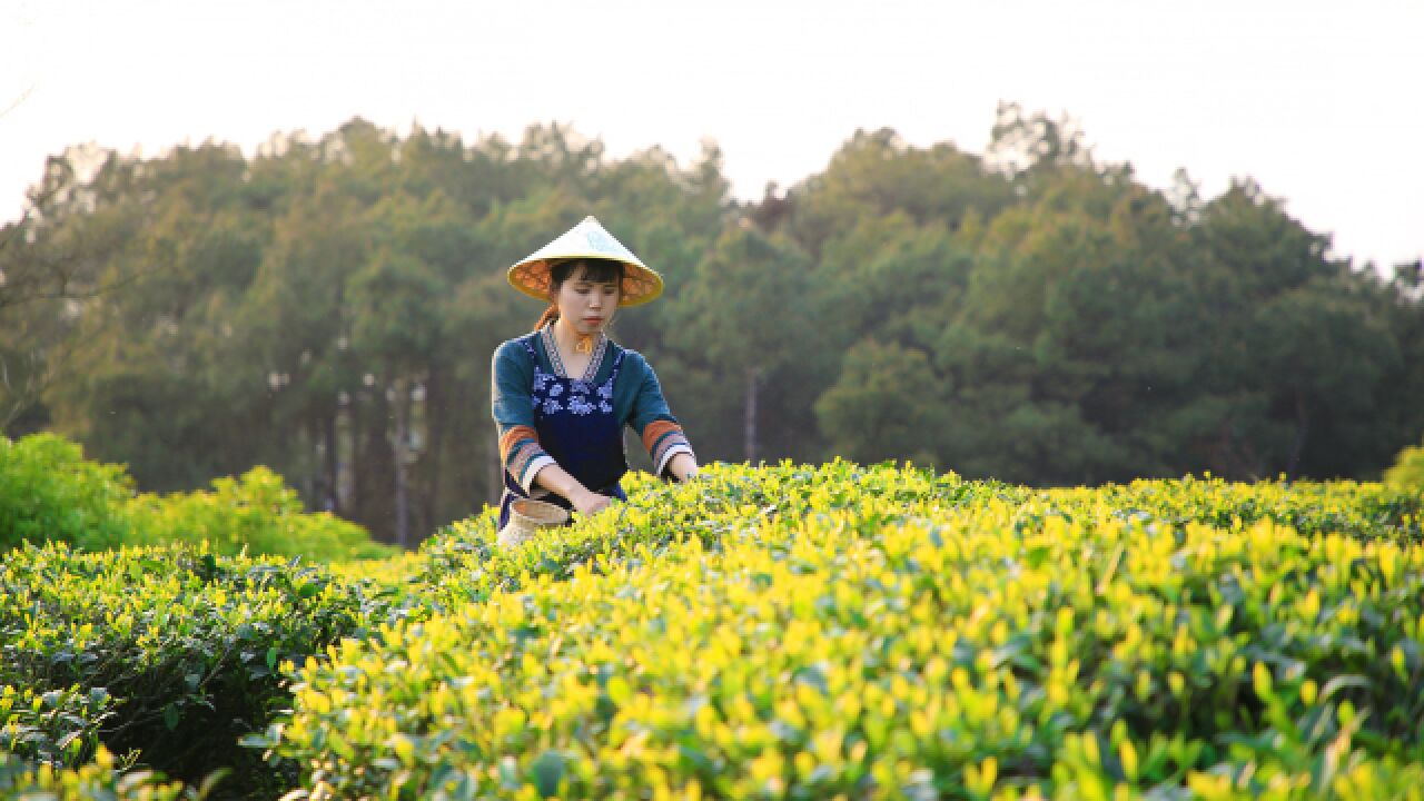 春天又困又乏,来喝一杯绿茶吧