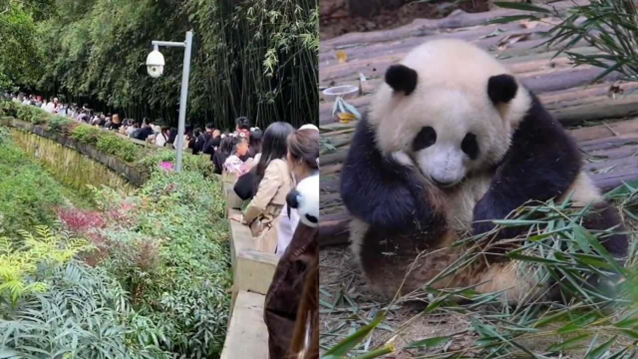 成都熊猫基地五一被挤爆,游客为看“女明星”花花排队2小时:看3分钟