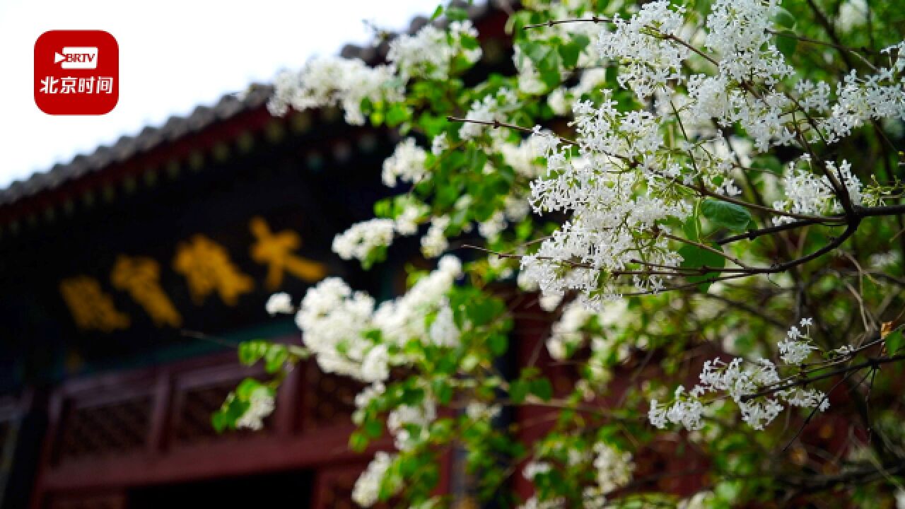 北京千年古刹法源寺丁香花盛放 白色绒球如祥云漫卷枝头