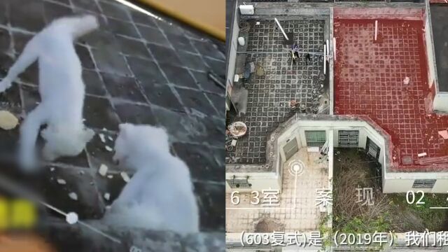 夫妻救助2弃犬被控盗窃罪,当事人拒认罪曾2次投诉:爱心救助不是罪