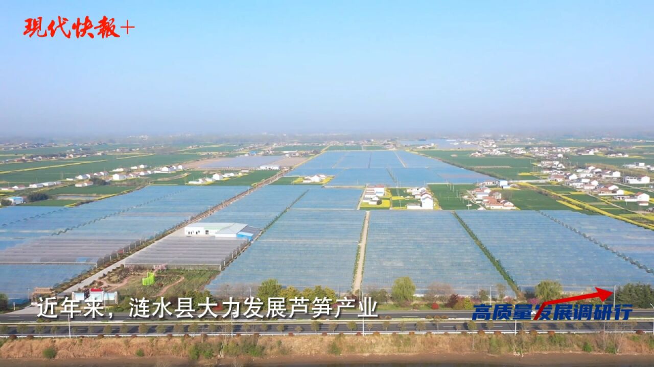 撬动超10亿的大产业!涟水打造华东最大设施化芦笋种植基地