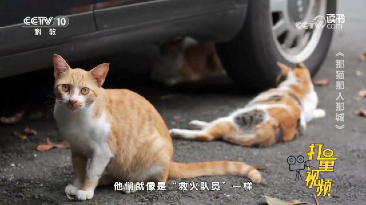 救助流浪猫!《那猫那人那城》记录作者朱天心与流浪猫的故事