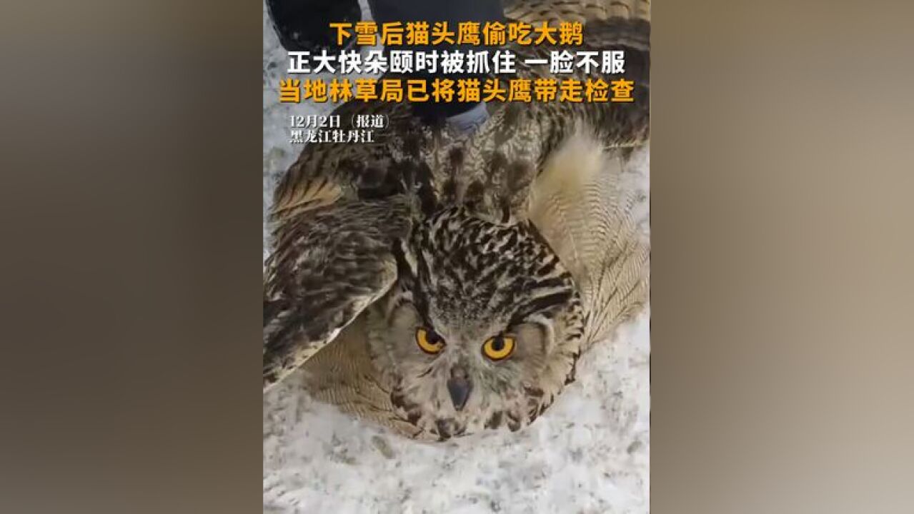 下雪后猫头鹰偷吃大鹅,正大快朵颐时被抓住,一脸不服,当地林草局已将猫头鹰带走检查