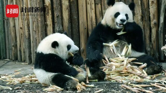 成都必去网红打卡地|在成都街头走一走