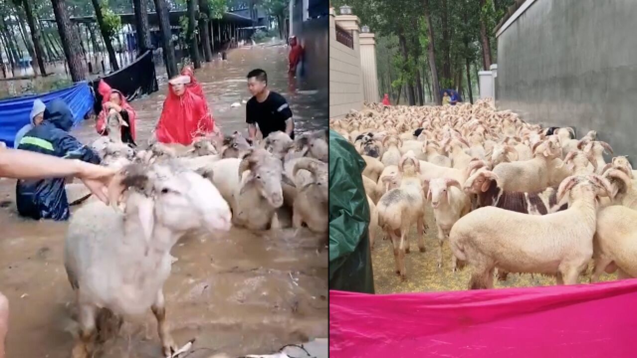 保定暴雨羊圈被淹 村支书带领村民在齐腰水中抢救出四五百只羊