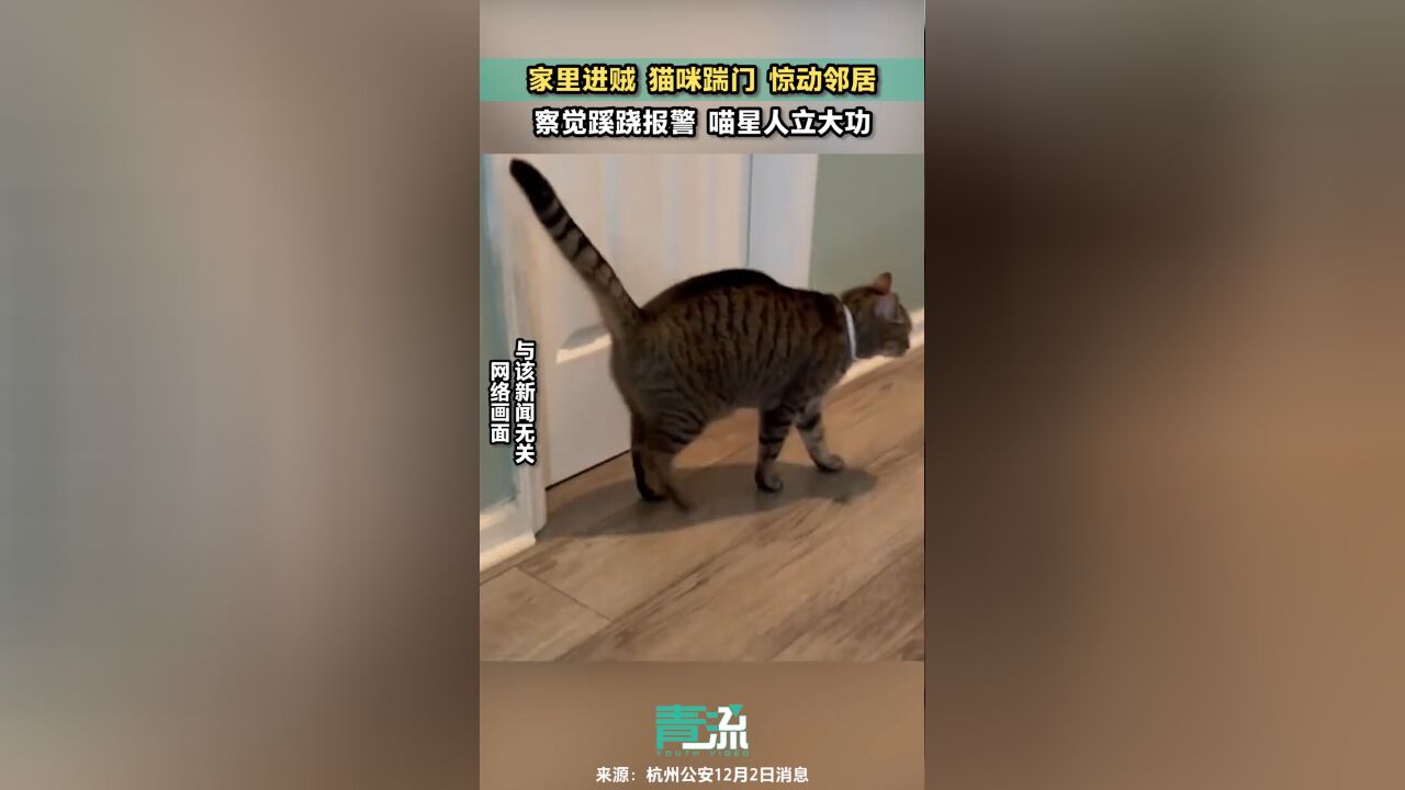 喵星人立功!家里进贼猫咪踹门惊动邻居,报警抓获