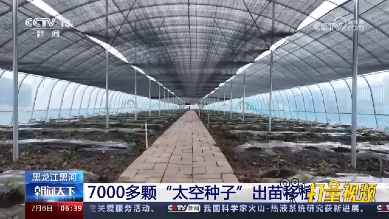 黑河:7000多颗“太空种子”出苗移植,预计10天开花、20天结果