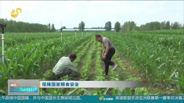 高密:大力推行玉米大豆带状复种新模式,促进一地“双收”