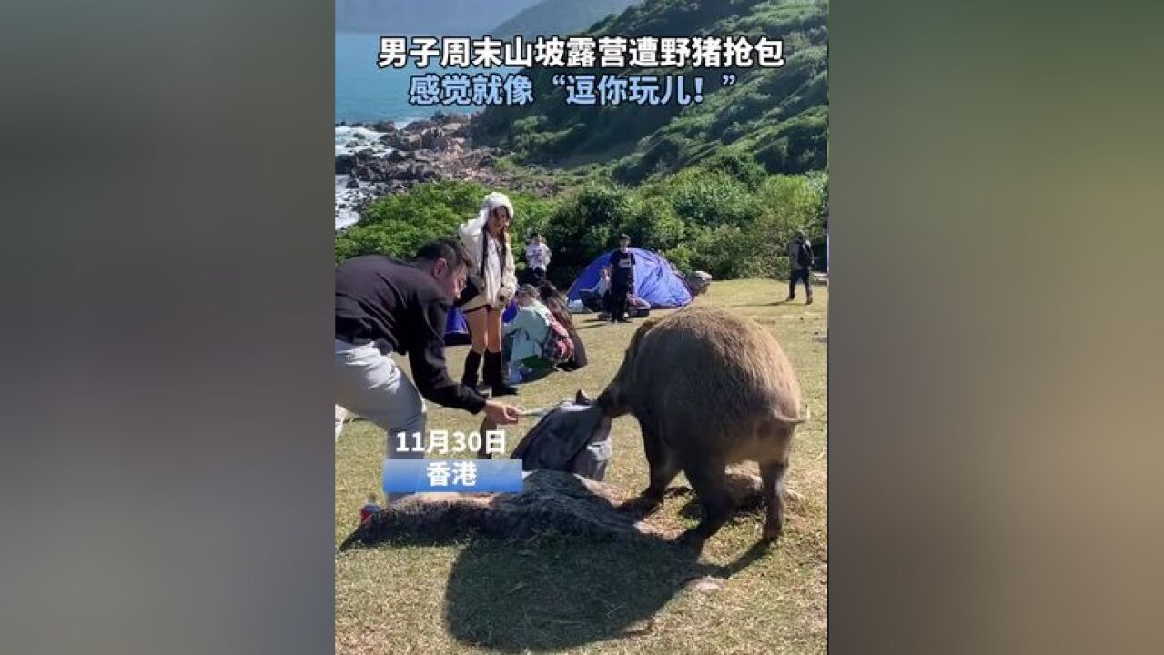 男子周末山坡露营遭野猪抢包 感觉就像“逗你玩儿!”