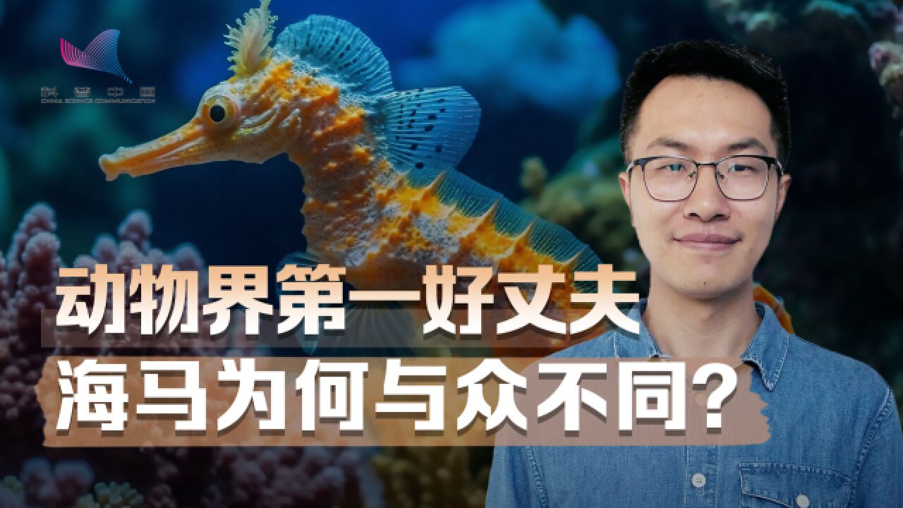 海马爸爸负责生育小海马?动物界不缺模范父亲,鱼类中最常见