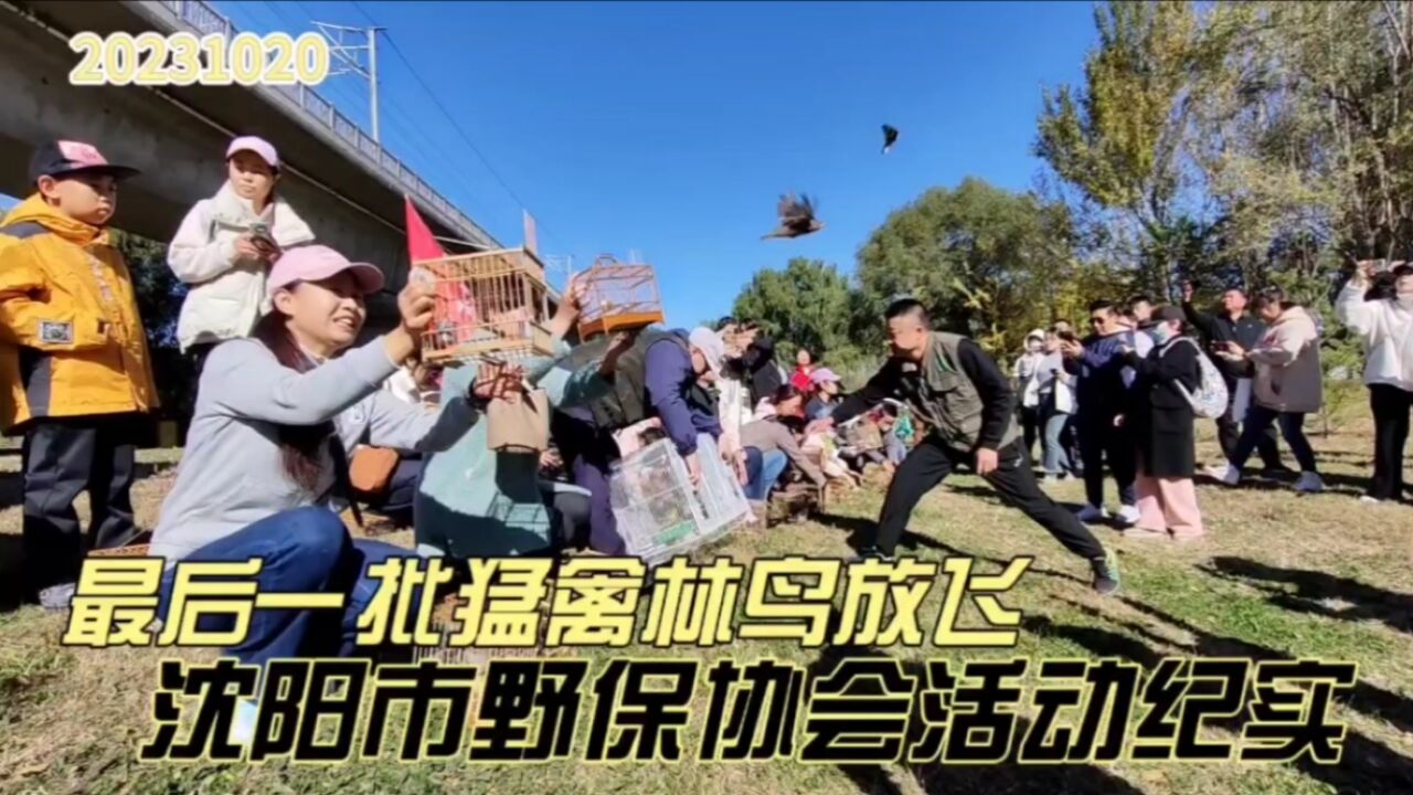 最后一批猛禽林鸟放飞,沈阳市野保协会活动纪实