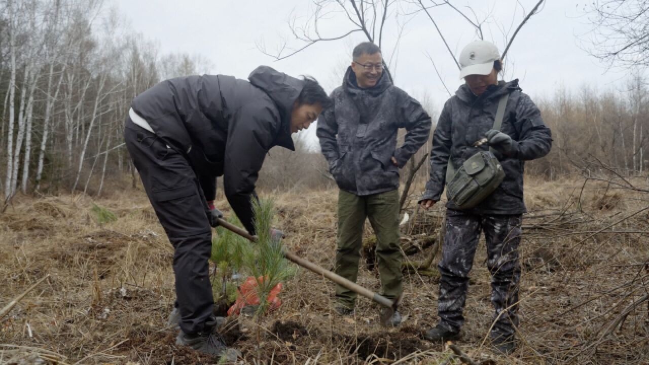 小兴安岭封山育林要200年:我在东北砍了一辈子树,没有生活来源后改种地