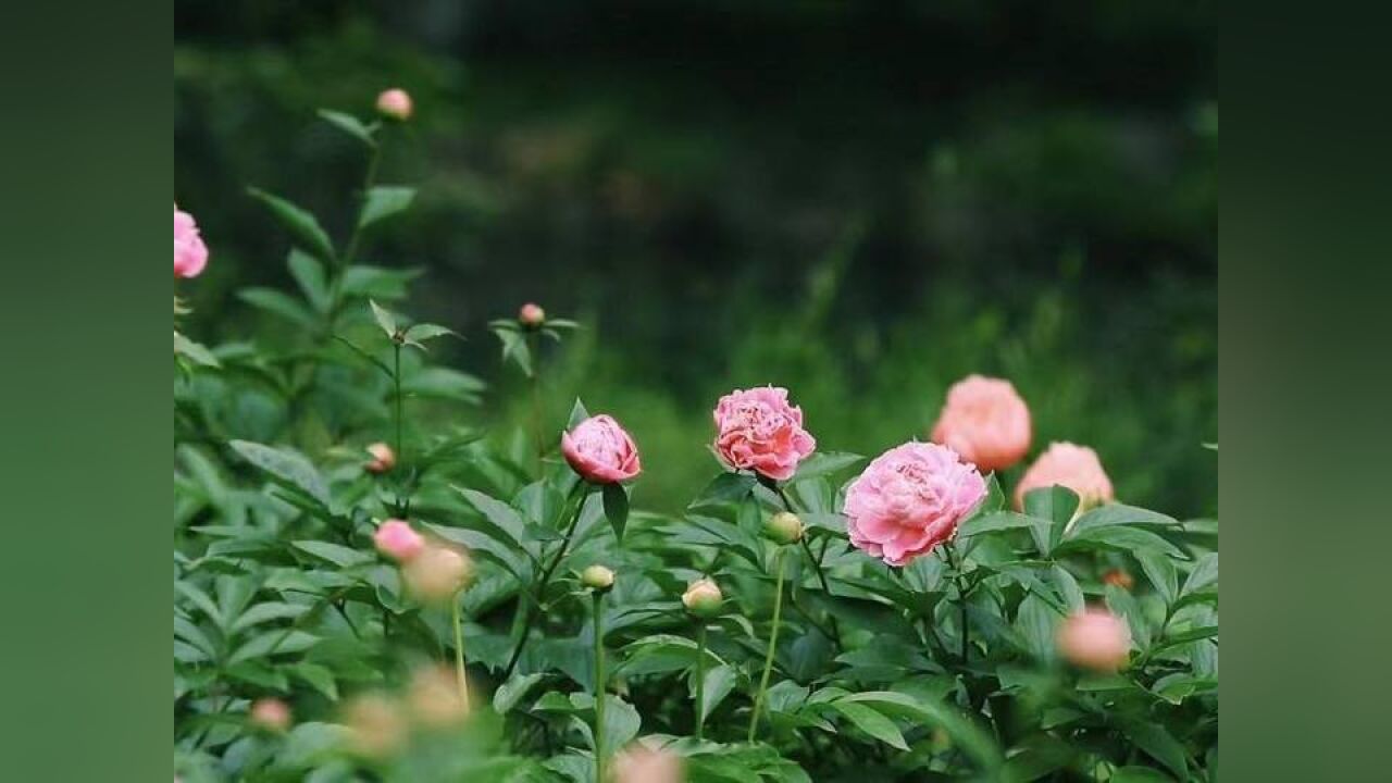 人间四月天 芍药承春宠 杭州花港观鱼公园芍药花开啦