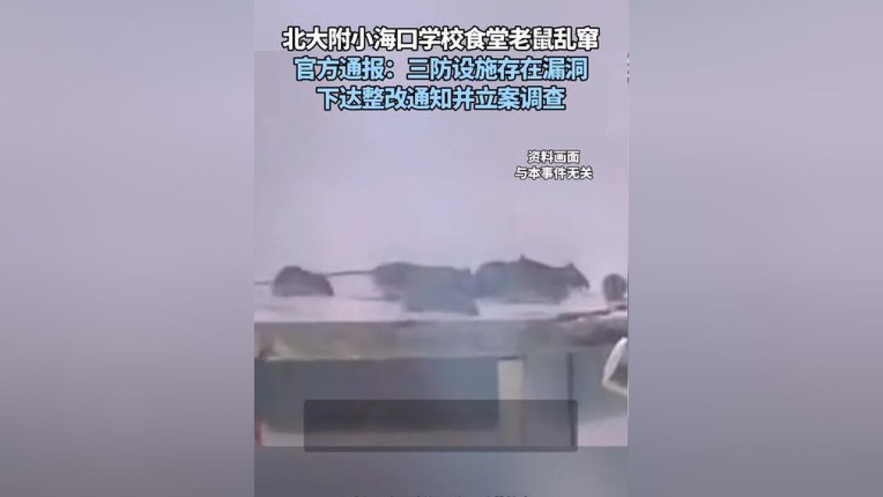 北大附小海口学校食堂老鼠乱窜 官方通报:三防设施存在漏洞 下达整改通知并立案调查