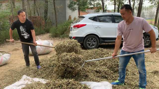 河南农村花生秧越来越值钱,一秧三用究竟是怎么用的,你知道吗?