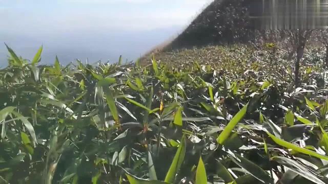 惠州惠东大南山,广东的小武功山,赏高山草甸,风景依然很美