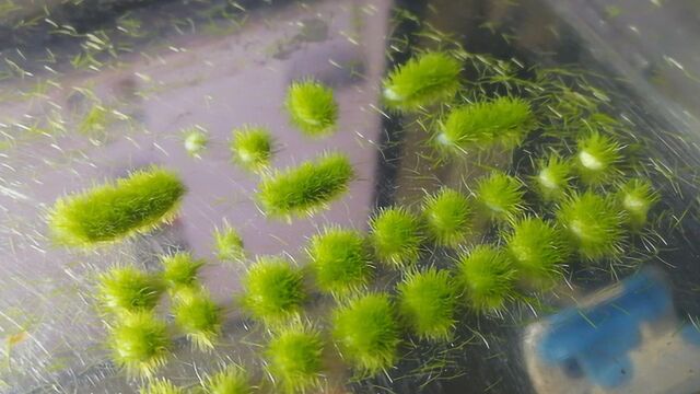 场景模型给你种点草