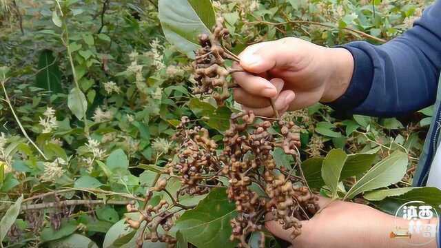 农村一种野生珍贵果实,长相似鸡爪子,可食可入药,了解一下吧