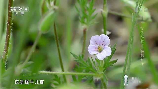 牤牛儿苗与老鹳草传播种子的方式极为相似,种子成熟后会被弹射到远处去