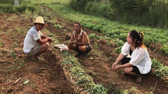 河南南阳春花生已收获,湿花生的最新价格是多少?合理吗?