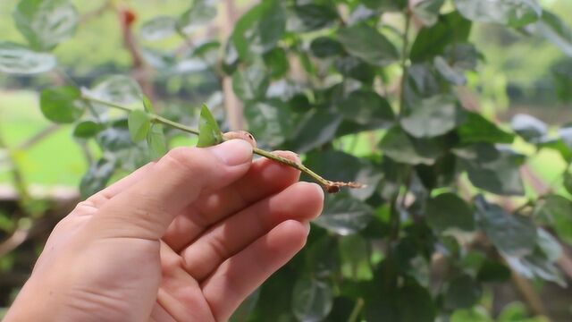 茉莉花常见几种繁殖方法,在家里操作也很简单