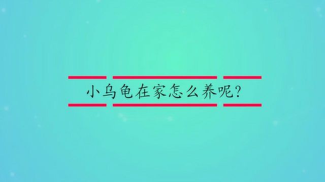 小乌龟在家怎么养呢?