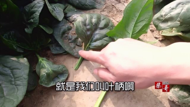 菠菜大比武,哪种好吃又好种?可惜了