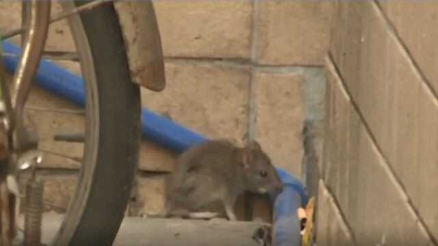 北京接诊两名内蒙古鼠疫患者,鼠疫源地在哪、该怎么预防?听专家说