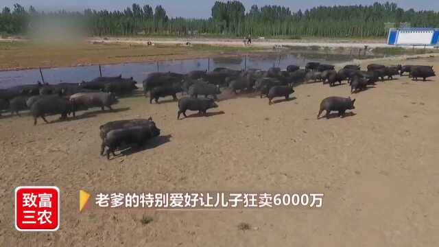 投资3000万搞黑猪养殖,怎样扩大种猪群呢?黑猪存栏5000头