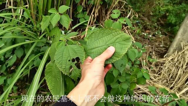 常见的植物“苎麻”,农民管它叫野麻,用途纺织、造纸、食用