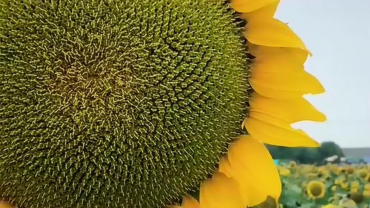 这向日葵长得真饱满里面的瓜子生长的也很不错看来今年是大丰收的一年