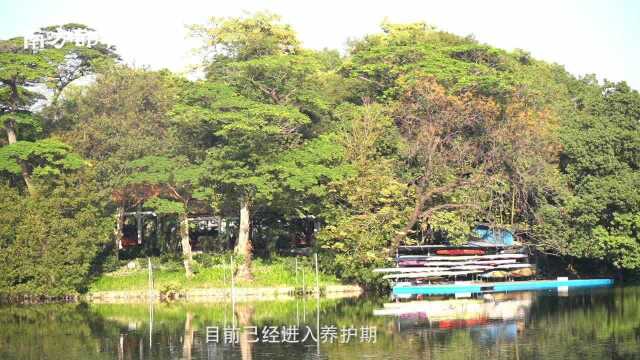 广州越秀投入7千万重塑东山湖水下生态系统!建设约5公里碧道